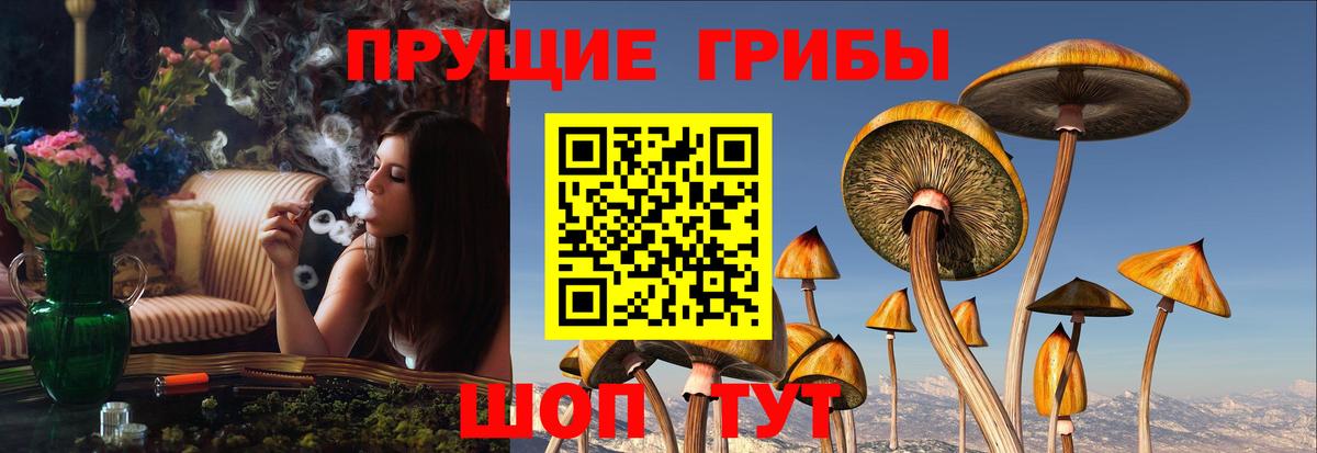 Псилоцибиновые грибы мицелий  Вход с VPN  Гудермес 